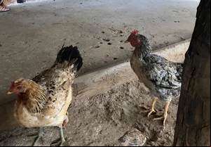 Galinhas